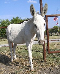 Freckles, August 2006