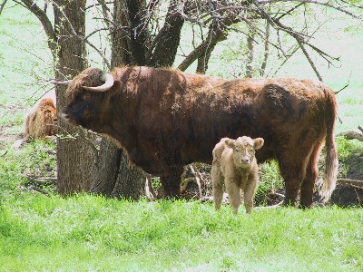 Daddy, Mar 2007, photo by Jan Marusov